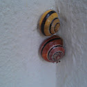 White-lipped snail