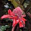 Torch Ginger