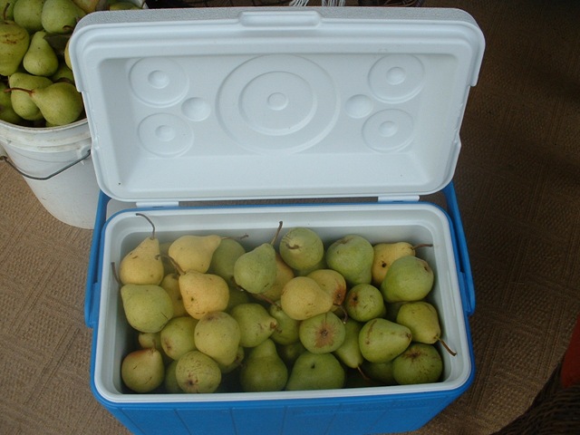 [pears and tomato 004[4].jpg]