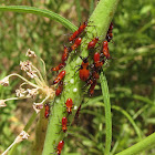 Large Milkweed Bug Nymphs