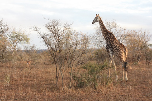 [South Africa. Johanesburg, Kruger park, pretoria 496[5].jpg]