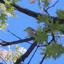 Yellow-throated Vireo