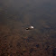 Tadpole