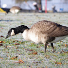 Canadian Goose
