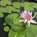 Star Lotus