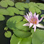 Star Lotus