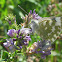 Anthocharis cardamines