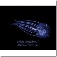 tn_Comb_Jelly_1