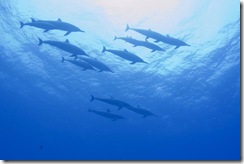 Dolphins_3