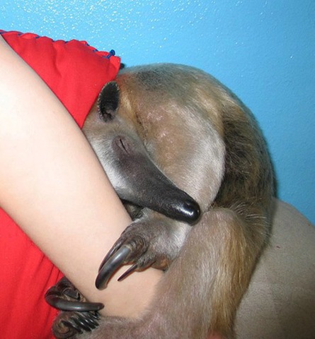 [tamandua_08[2].jpg]