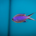 Blue Chromis