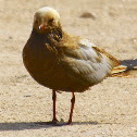 Unknown gull(?)