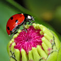Ladybug