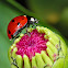Ladybug