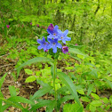 Purple Gromwell, modra biserka
