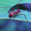 Leaf-cutter Ant