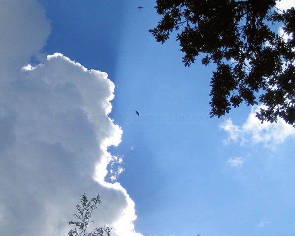 [Soaring cr[5].jpg]