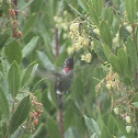 Anna's Hummingbird