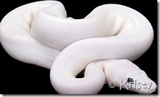 albino_snake_3