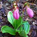 Pink Lady Slipper