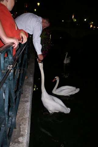 [cigni[4].jpg]