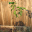 Janice Seedless Fig