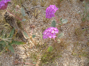 Sand Verbena