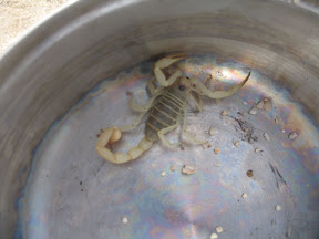 Little friend that almost caught me offguard.