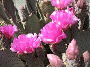 The normally unassuming beaver tail cactus comes into its' own in Spring.