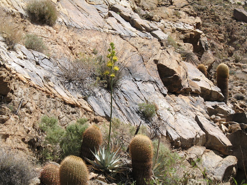 Desert Agave in Anza Borrego's Carrizo Gorge