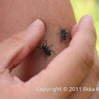Longhorn beetle