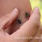 Longhorn beetle