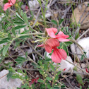 Birdsville Indigo or Scarlet Pea