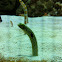 Spotted garden eel