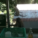 Long-tailed Macaque