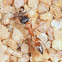 Ant