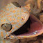 Gekko tokay