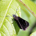 Clouded Skipper