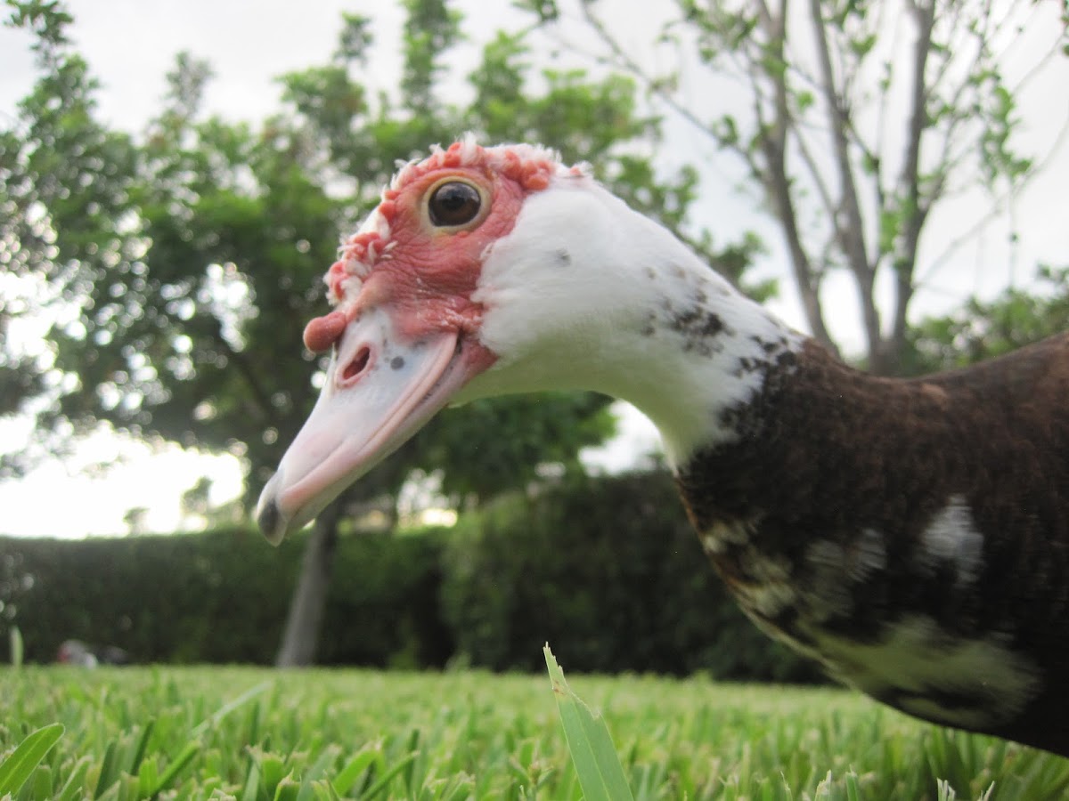 Muscovy Duck
