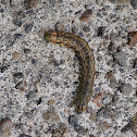 Caterpillar