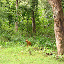 Dhole
