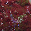 Anemone Shrimp
