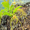 Strophanthus divaricatus (羊角坳)