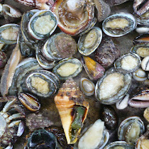 Mollusks World
