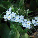 Forget-me-not