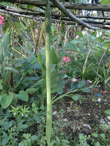 Spotting Image 1