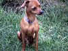 Busco Novia Doberman Pincher Miniatura