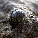common periwinkle; bígaro común