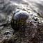 common periwinkle; bígaro común