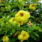 Allamanda cathartica